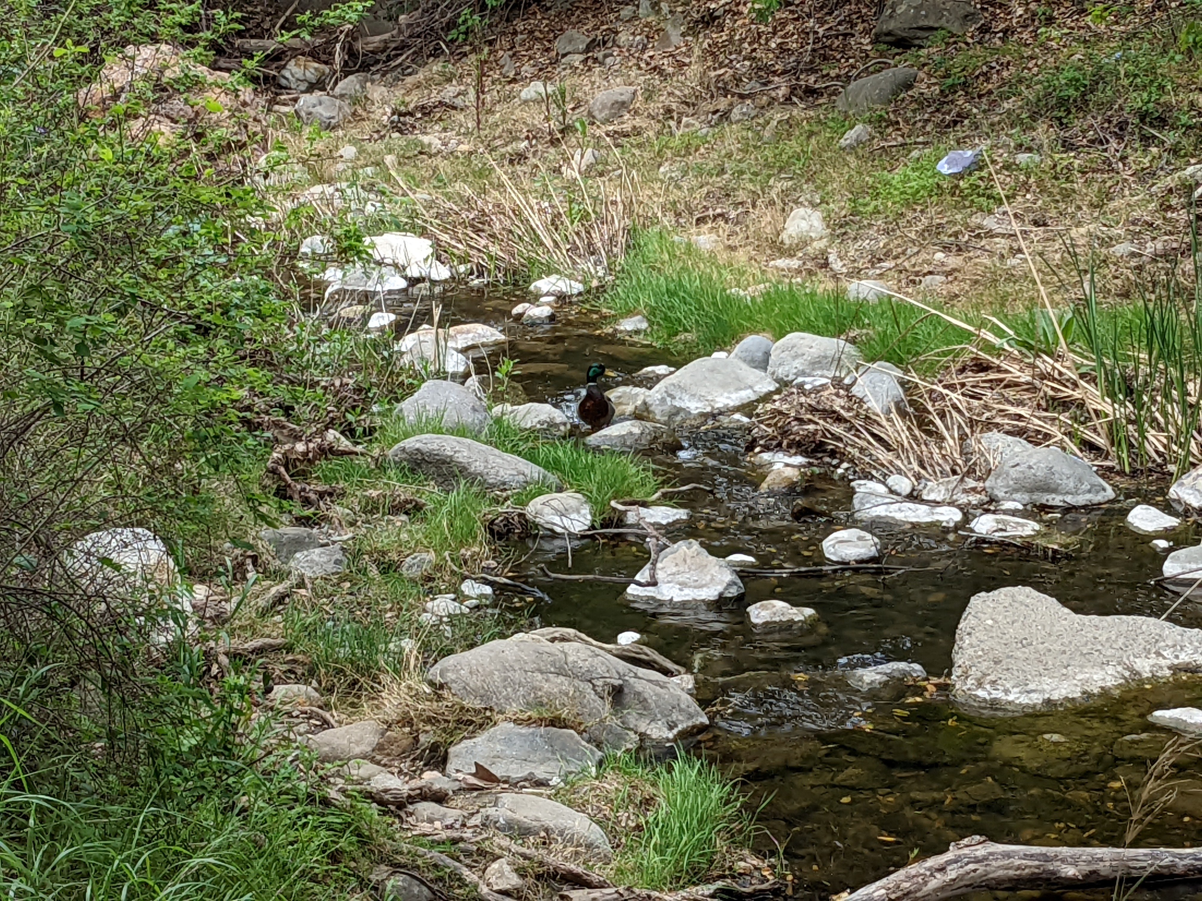 A mallard in Penitencia Creek